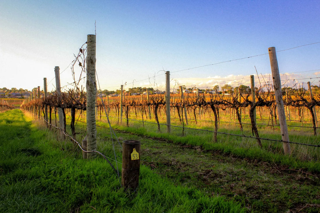 Wine Master Spotlight: Granite Belt, Queensland, Australia