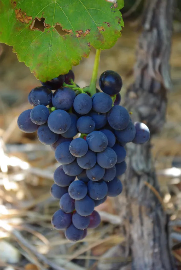 Wine Master Spotlight: Great Southern and Manjimup Wine Region, Western Australia, Australia