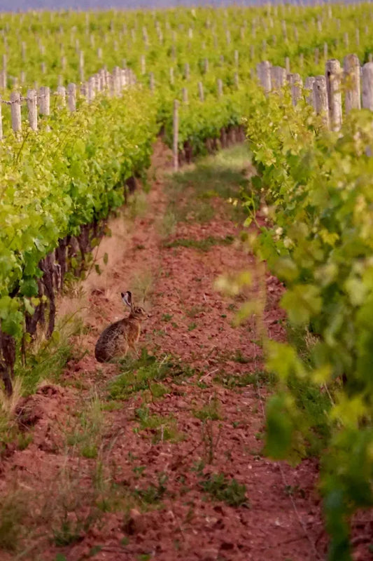 Wine Master Spotlight: Peel and Geographe Region, Western Australia, Australia