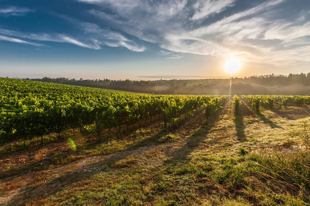 Wine Master Spotlight: Hunter Valley, New South Wales